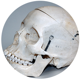 Skull with Teeth